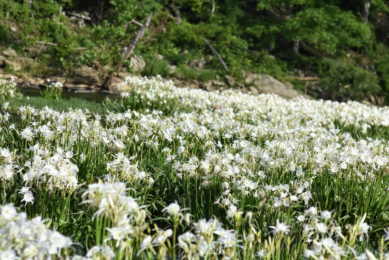 Hidden-Spider-Lily-Sanctuaries-Along-Alabama8217s-Cahaba-River hidden-spider-lily-sanctuaries-along-alabamas-cahaba-river