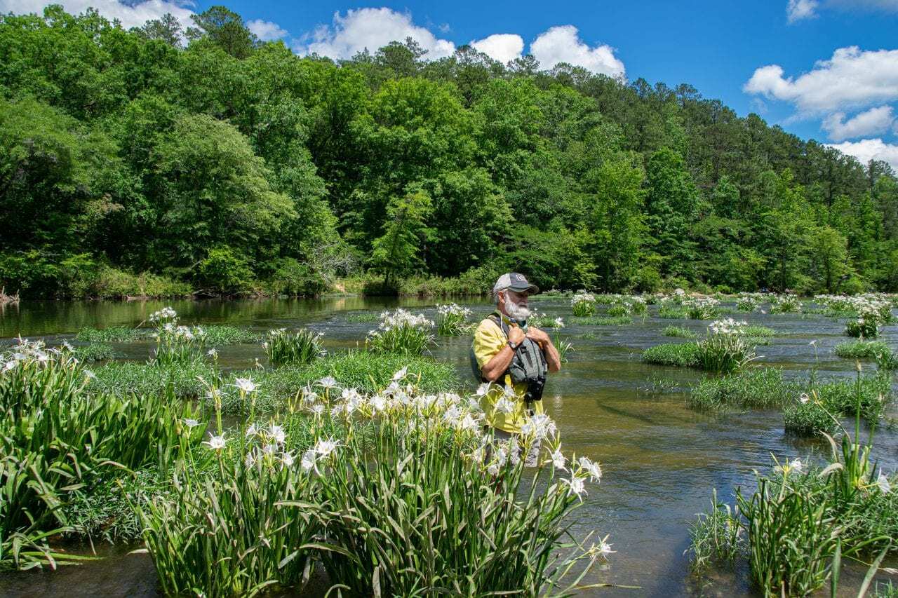 Hidden-Spider-Lily-Sanctuaries-In-Alabama8217s-Cahaba-River-Refuge hidden-spider-lily-sanctuaries-in-alabamas-cahaba-river-refuge