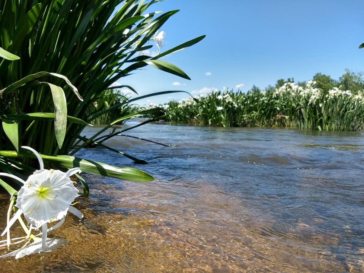 Hidden-Spider-Lily-Sanctuaries-In-North-Carolina8217s-Roanoke-River-Refuge hidden-spider-lily-sanctuaries-in-north-carolinas-roanoke-river-refuge