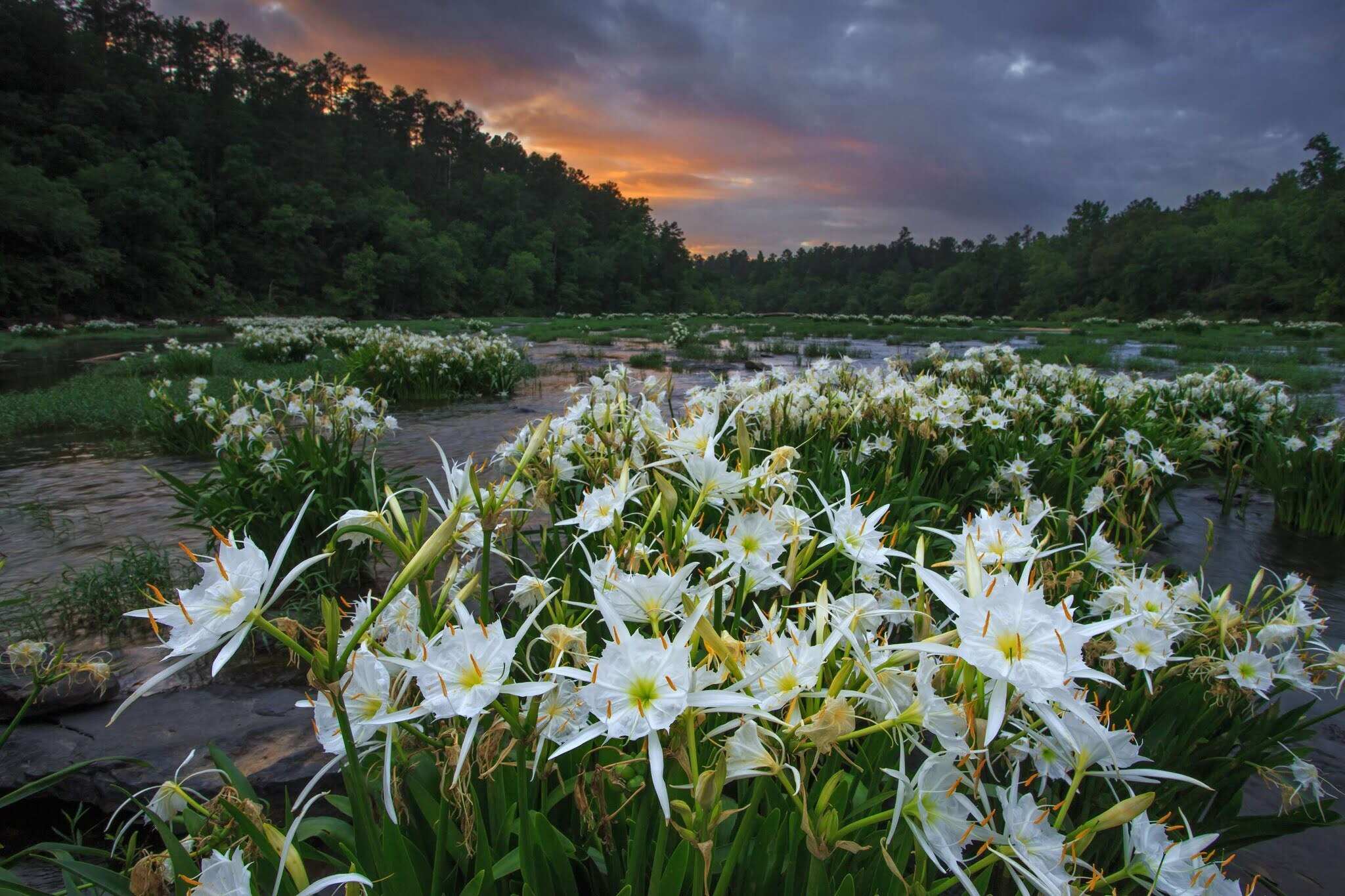 Hidden-Spider-Lily-Sanctuaries-Of-Cahaba-River-Alabama hidden-spider-lily-sanctuaries-of-cahaba-river-alabama