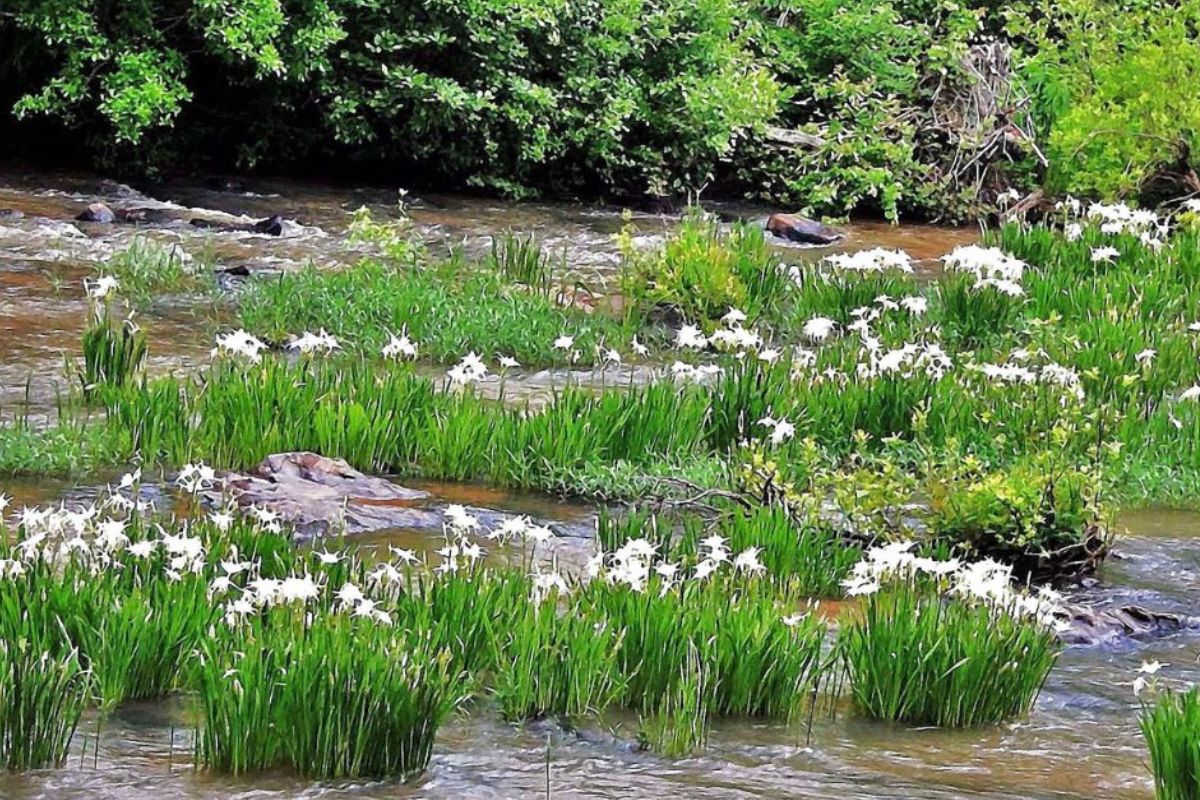 Hidden-Spider-Lily-Spots-In-Georgia8217s-Chattahoochee-River-Recreation-Area hidden-spider-lily-spots-in-georgias-chattahoochee-river-recreation-area