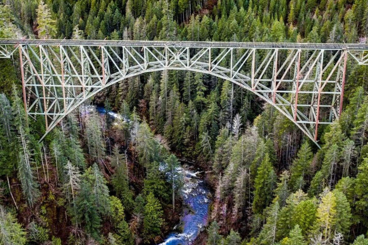 Hidden-Spider-Web-Bridges-In-The-Olympic-Rainforest hidden-spider-web-bridges-in-the-olympic-rainforest