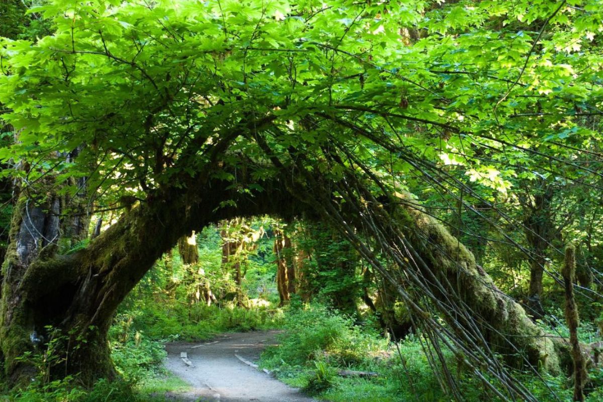 Hidden-Spider-Web-Bridges-In-Washington8217s-Hoh-Rainforest hidden-spider-web-bridges-in-washingtons-hoh-rainforest