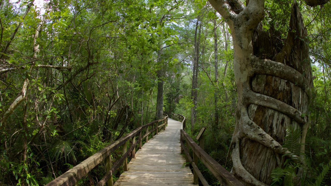 Hidden-Spider-Web-Bridges-Of-Florida8217s-Fakahatchee-Strand hidden-spider-web-bridges-of-floridas-fakahatchee-strand