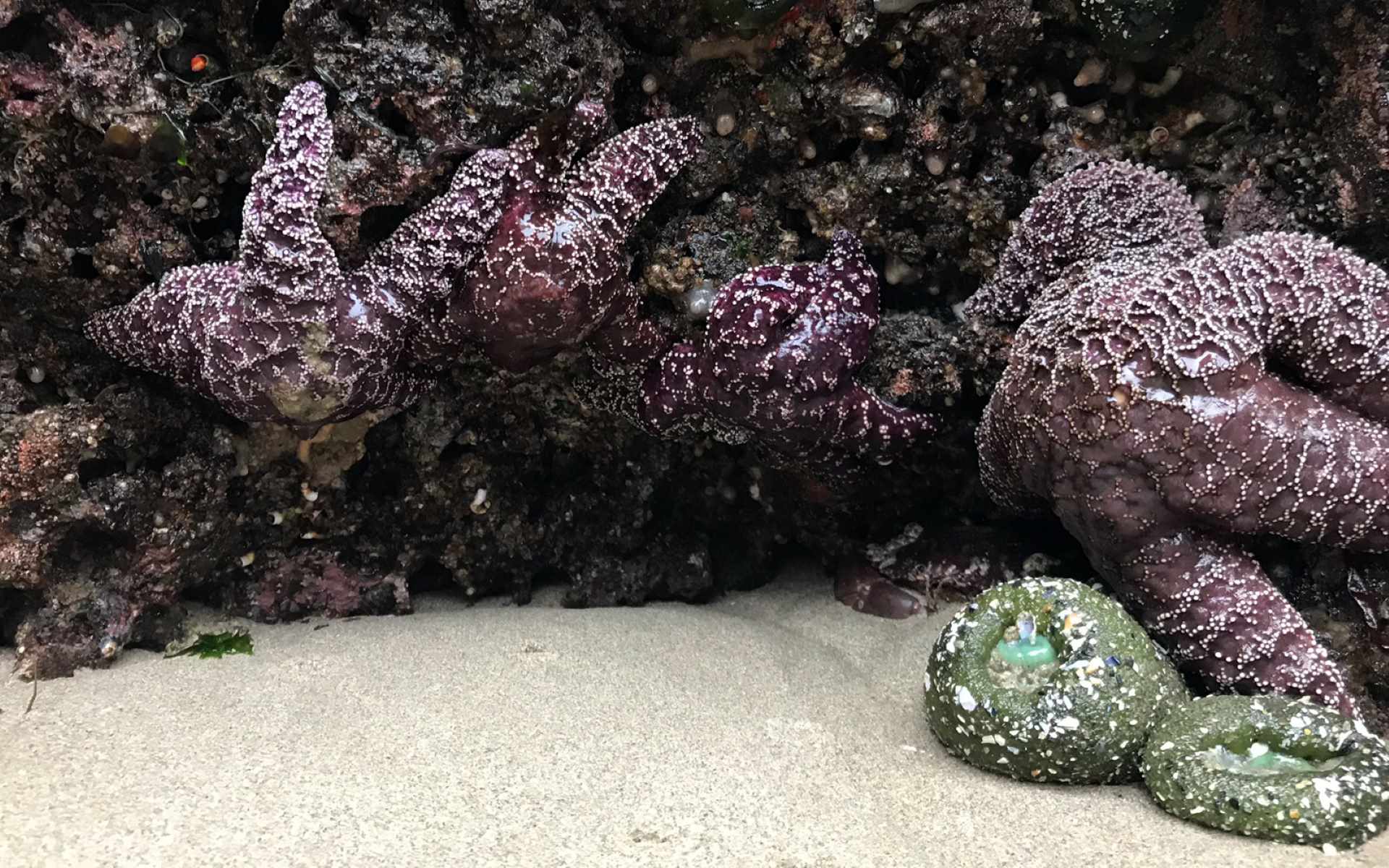Hidden-Starfish-Coves-Of-Tidal-Treasures hidden-starfish-coves-of-tidal-treasures