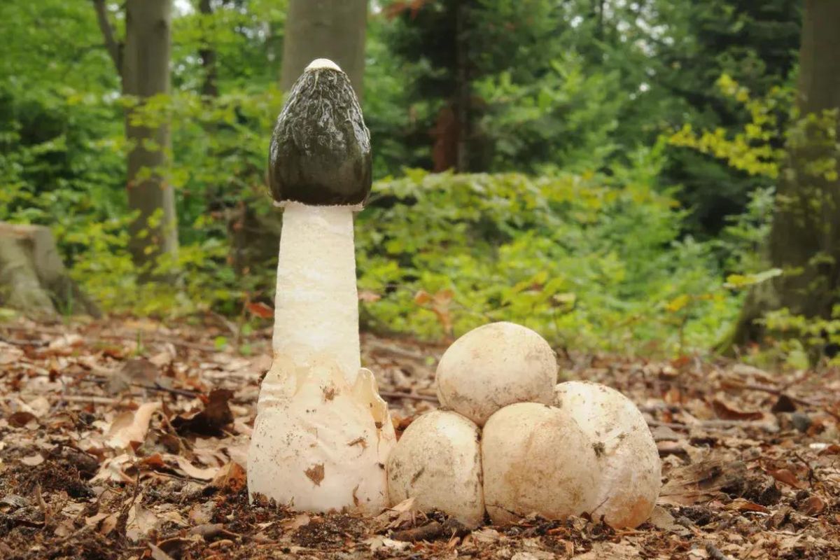 Hidden-Stinkhorn-Sanctuaries-Of-Damp-Woodlands hidden-stinkhorn-sanctuaries-of-damp-woodlands