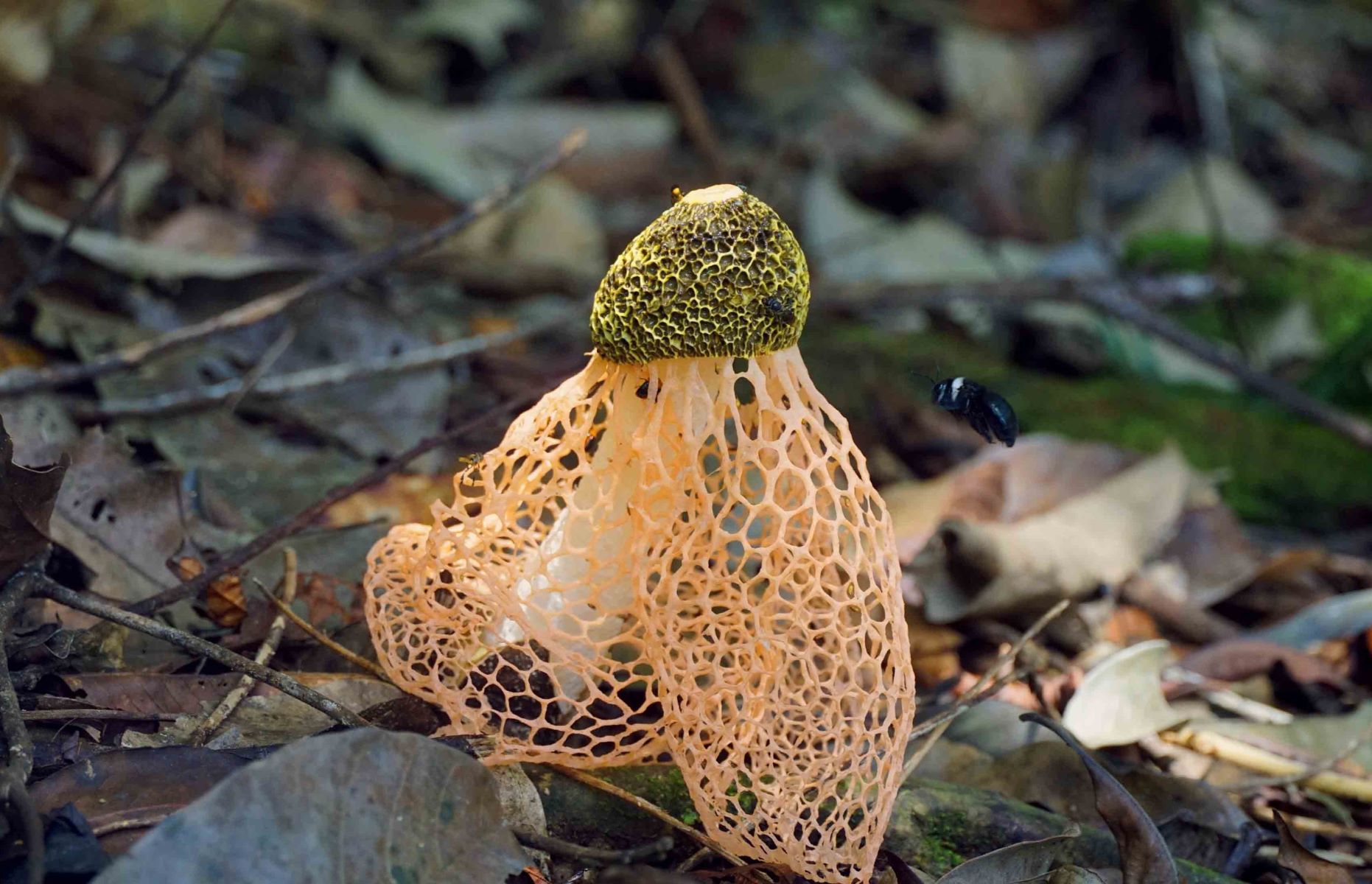 Hidden-Stinkhorn-Sanctuaries-Of-The-Fungal-Forests hidden-stinkhorn-sanctuaries-of-the-fungal-forests