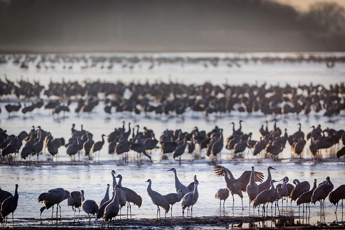 Hidden-Stopover-Points-Of-Sandhill-Crane-Migration-TouristSecrets hidden-stopover-points-of-sandhill-crane-migration-touristsecrets