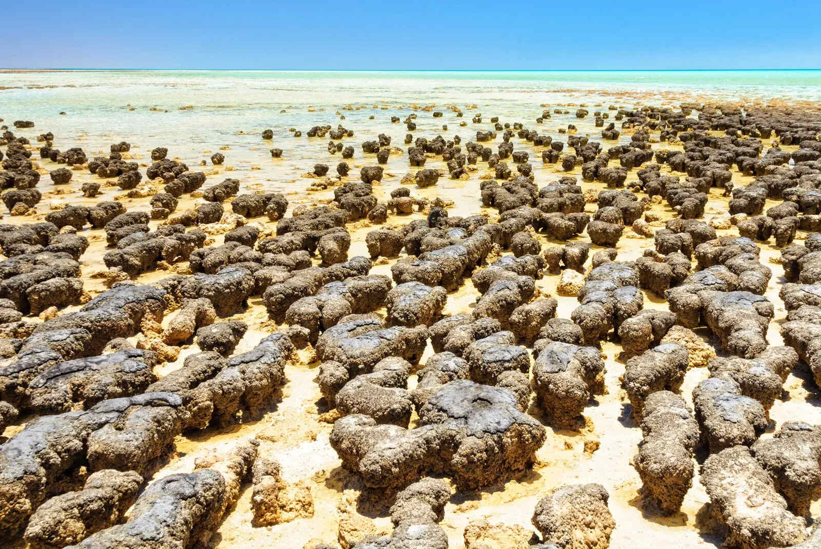 Hidden-Stromatolite-Reefs-Of-Shark-Bay-Australia8217s-Ancient-Marvels hidden-stromatolite-reefs-of-shark-bay-australias-ancient-marvels