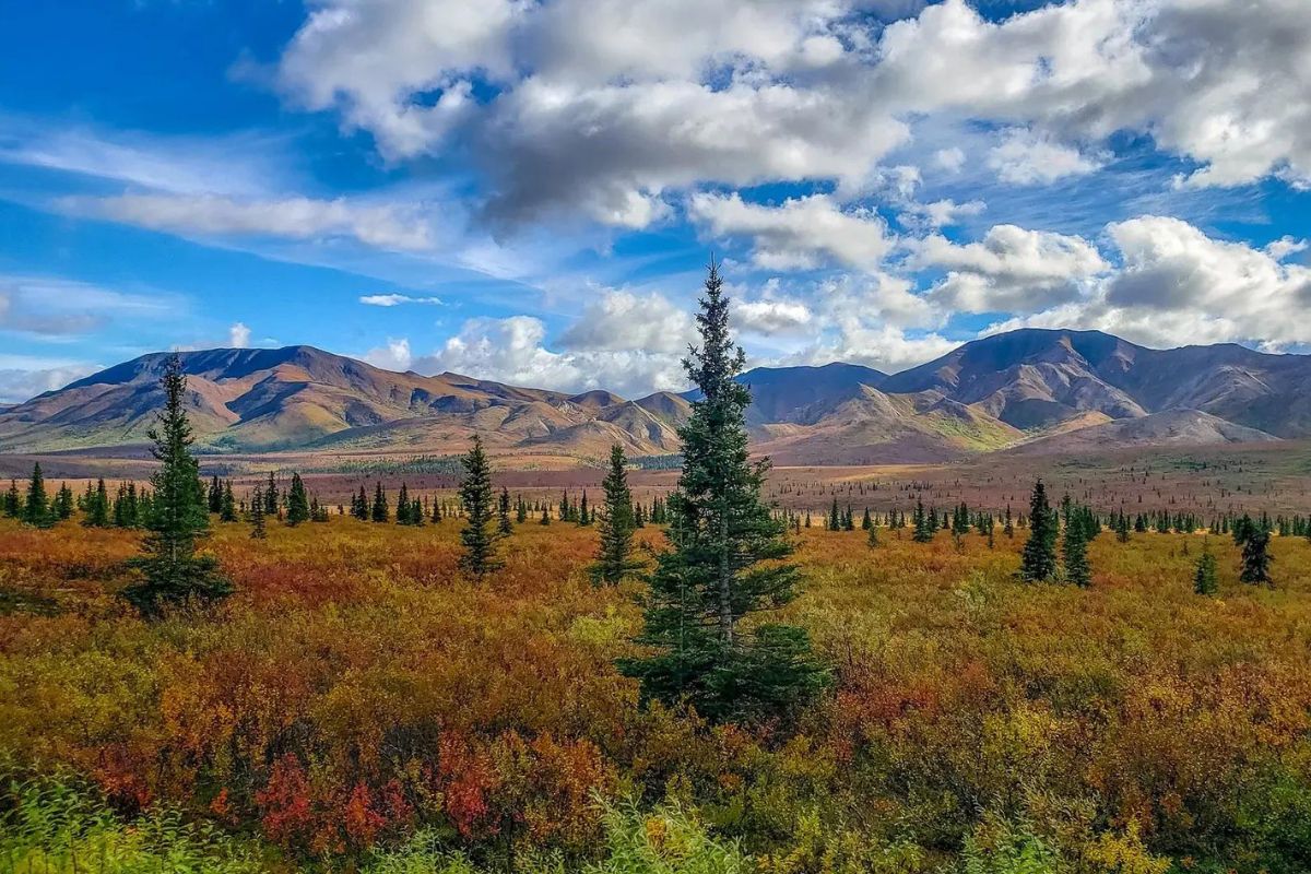 Hidden-Sunburst-Lichen-Fields-In-Alaska8217s-Denali-National-Park hidden-sunburst-lichen-fields-in-alaskas-denali-national-park