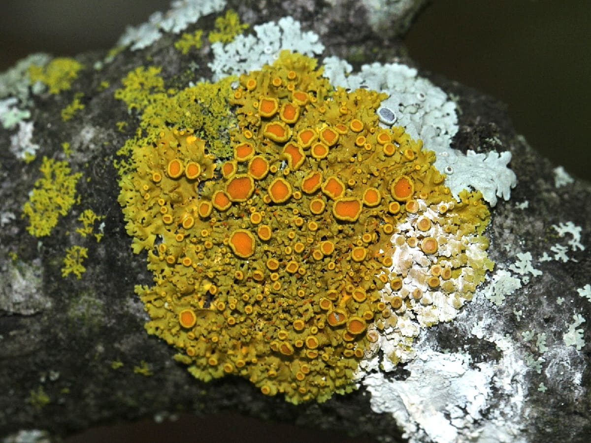 Hidden-Sunburst-Lichen-Fields-Of-The-Alpine-Tundra hidden-sunburst-lichen-fields-of-the-alpine-tundra