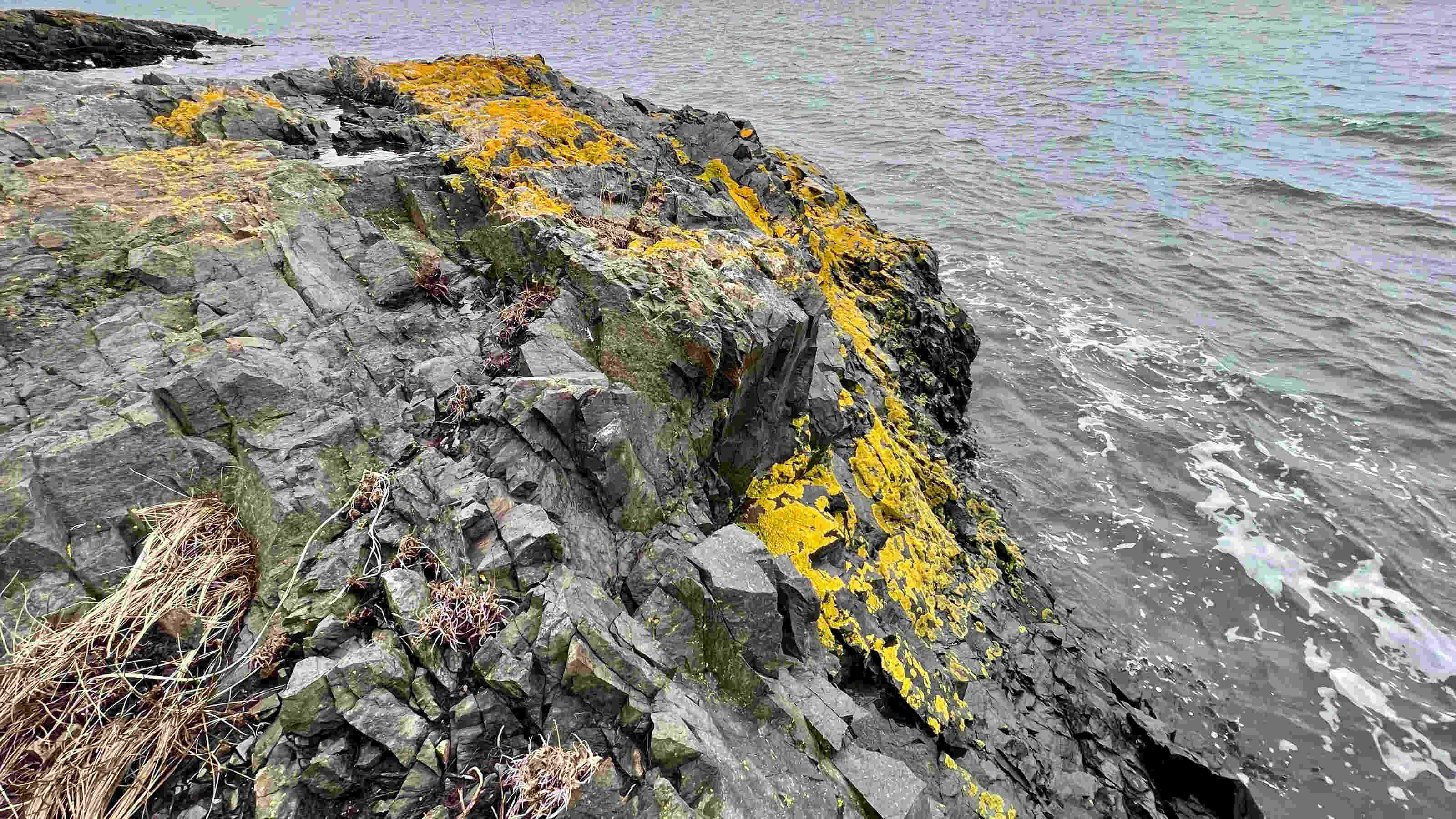 Hidden-Sunburst-Lichen-Ledges-Of-Radiant-Ridges hidden-sunburst-lichen-ledges-of-radiant-ridges
