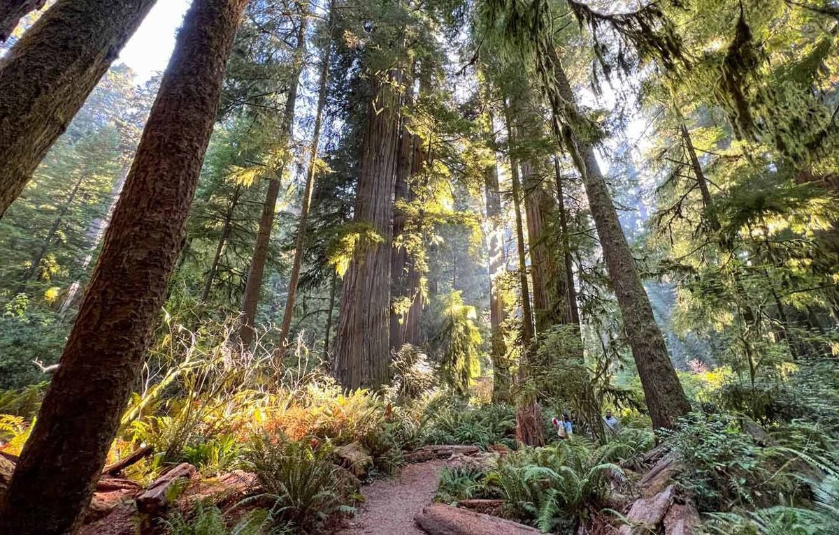 Hidden-Treasures-Of-America’s-National-Forests hidden-treasures-of-americas-national-forests