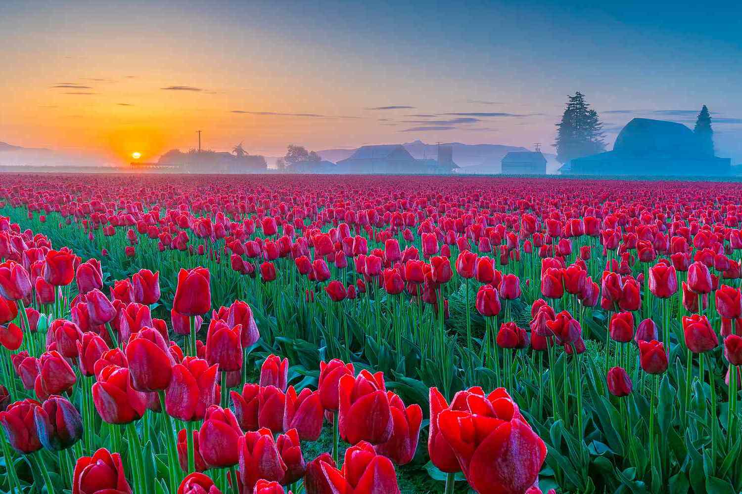 Hidden-Tulip-Fields-Of-Skagit-Valley-Washington8217s-Dutch-Surprise hidden-tulip-fields-of-skagit-valley-washingtons-dutch-surprise