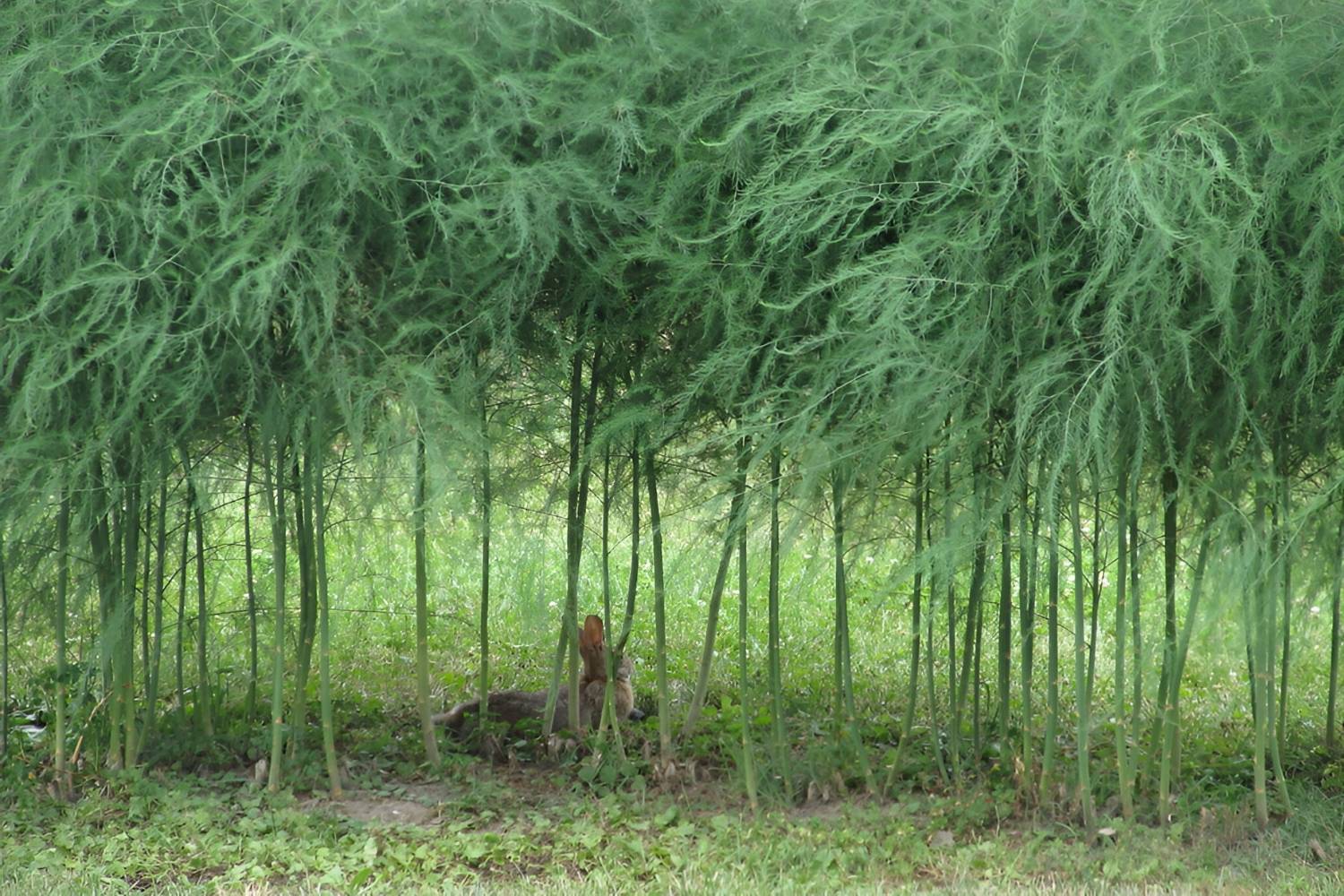 Hidden-Wild-Asparagus-Patches-Of-The-Midwest-TouristSecrets hidden-wild-asparagus-patches-of-the-midwest-touristsecrets