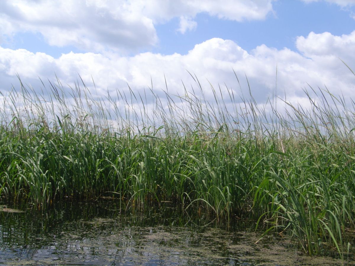 hidden-wild-rice-lakes-of-wisconsin-touristsecrets