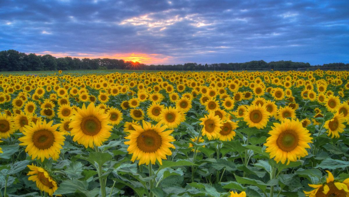 Hidden-Wildflower-Fields-In-The-Midwest-You-Need-To-See hidden-wildflower-fields-in-the-midwest-you-need-to-see