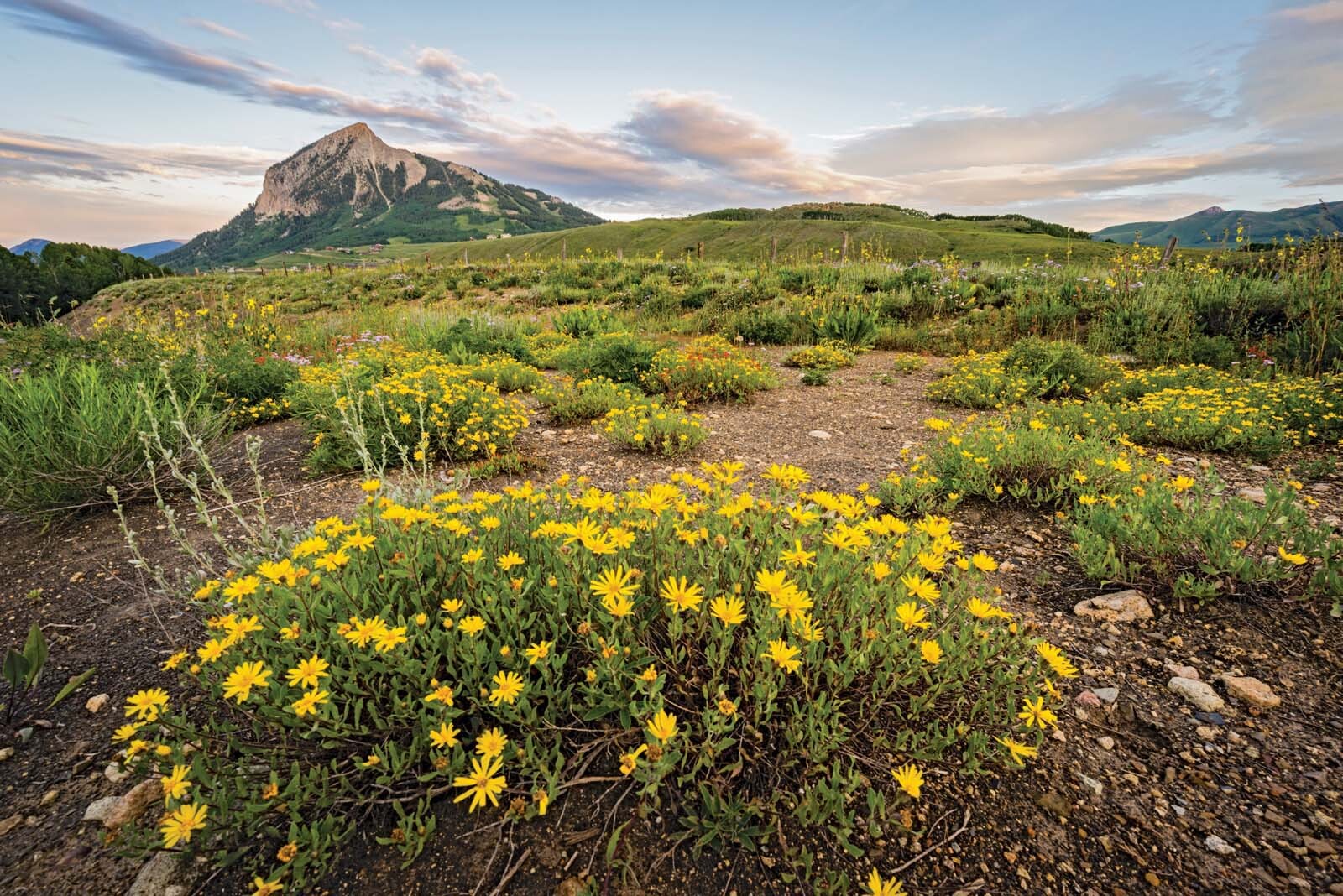 hidden-wildflower-meadows-of-denvers-rockies