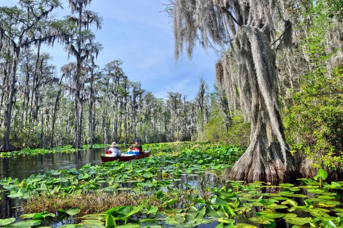Hidden-Wonders-Of-The-Okefenokee-Swamp-TouristSecrets hidden-wonders-of-the-okefenokee-swamp-touristsecrets