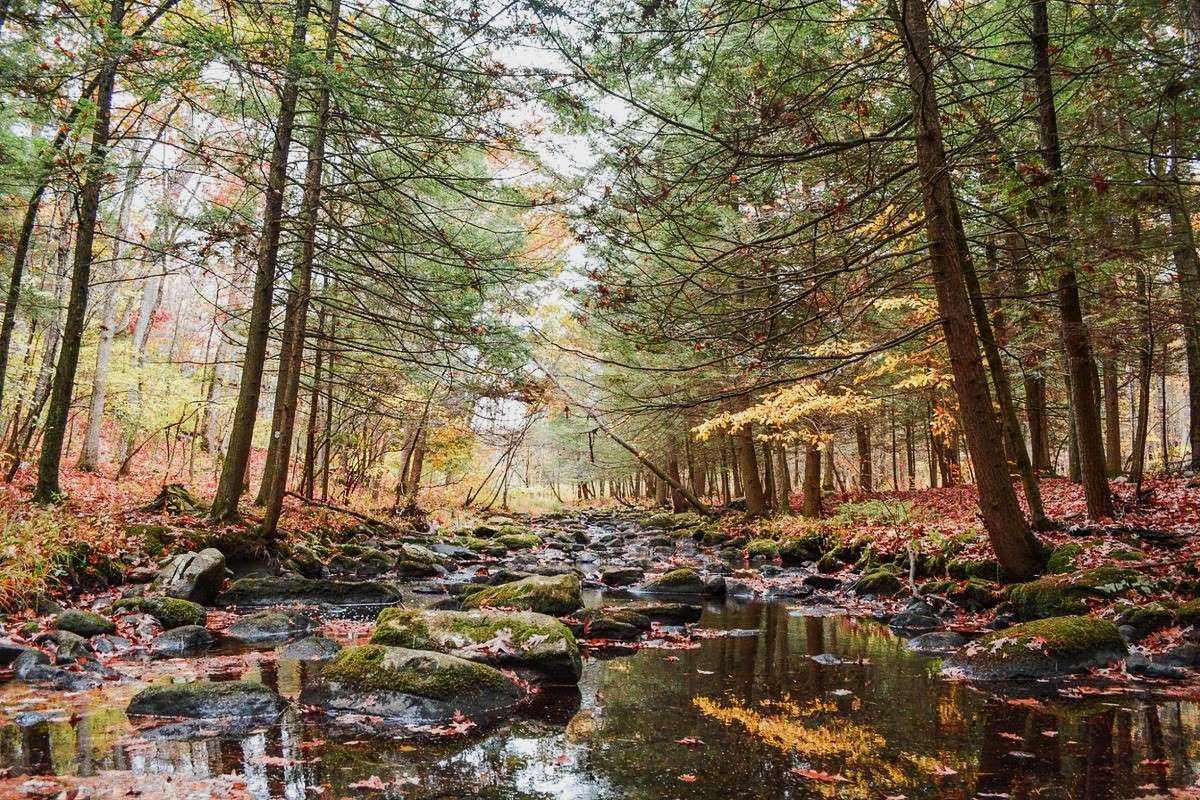 Hike-The-Stunning-Trails-Of-Stokes-State-Forest hike-the-stunning-trails-of-stokes-state-forest