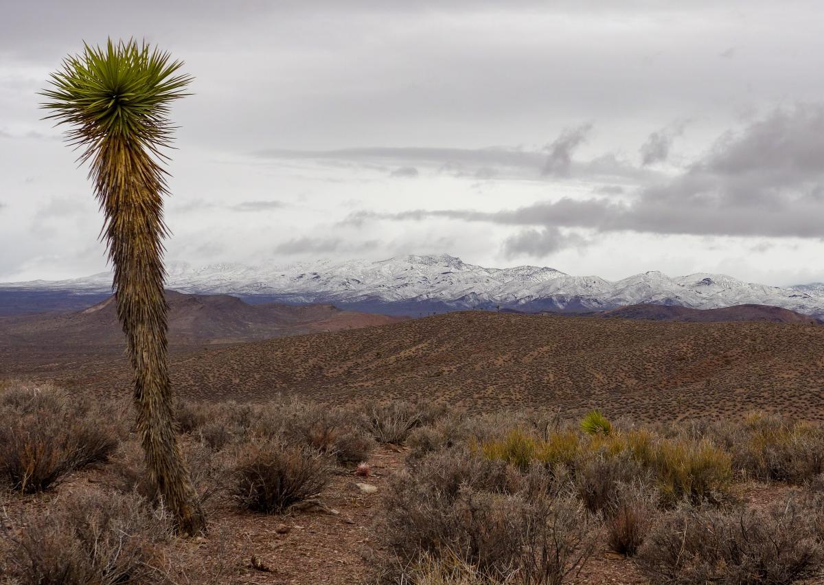 Journey-Through-Beatty-Nevada8217s-Desert-Paths journey-through-beatty-nevadas-desert-paths