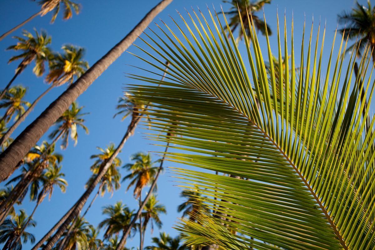 kaunakakais-secret-royal-coconut-grove