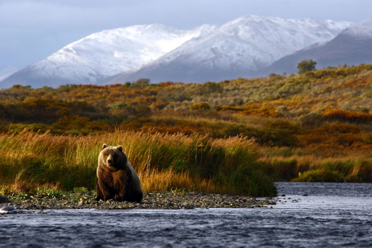 Kodiak-Island8217s-Wildlife-Secrets-Off-The-Beaten-Path kodiak-islands-wildlife-secrets-off-the-beaten-path
