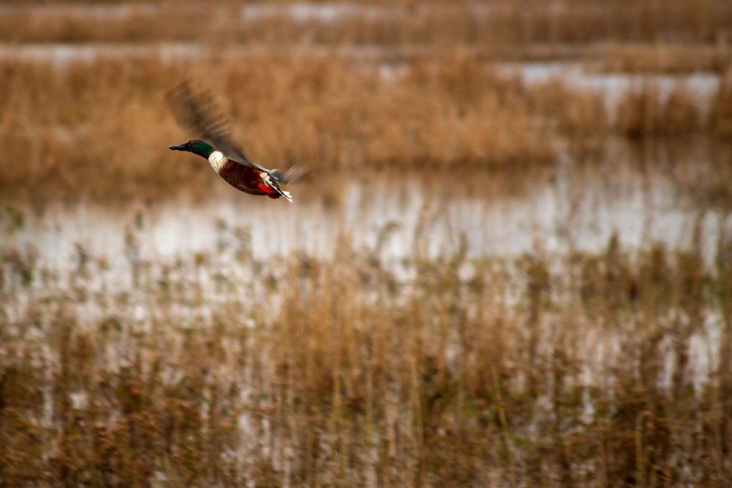 Lake-Mattamuskeet-National-Wildlife-Refuge lake-mattamuskeet-national-wildlife-refuge