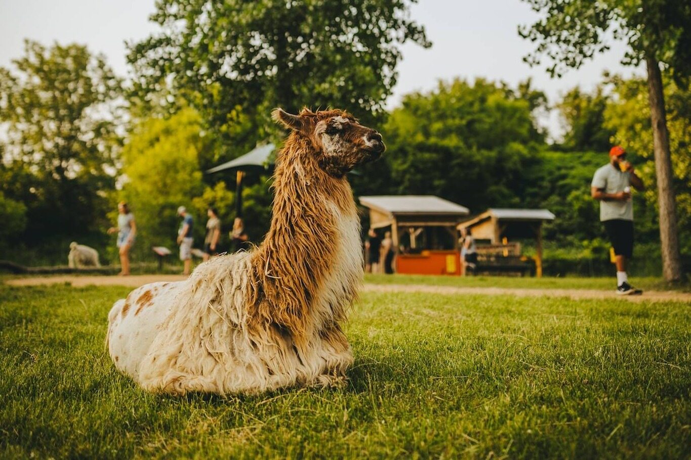 Llama-Adventures-Await-At-Minnesota-Zoo llama-adventures-await-at-minnesota-zoo