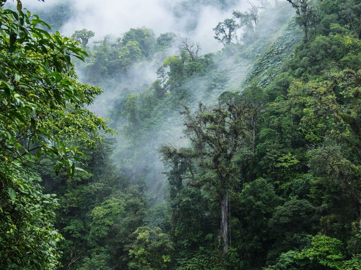 Lost-Cloud-Forests-Of-Monteverde-Costa-Rica8217s-Hidden-Realms lost-cloud-forests-of-monteverde-costa-ricas-hidden-realms