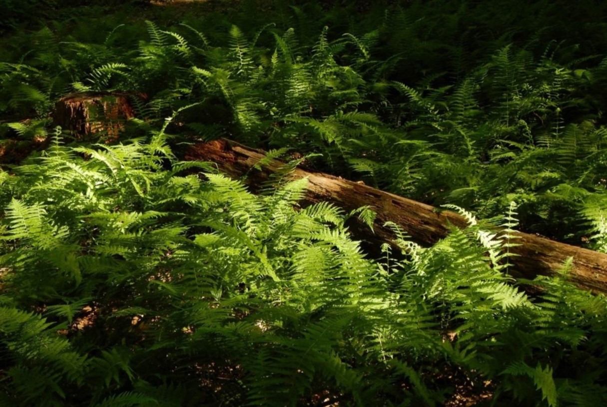 Lost-Filmy-Fern-Forests-Of-The-Misty-Mountains lost-filmy-fern-forests-of-the-misty-mountains