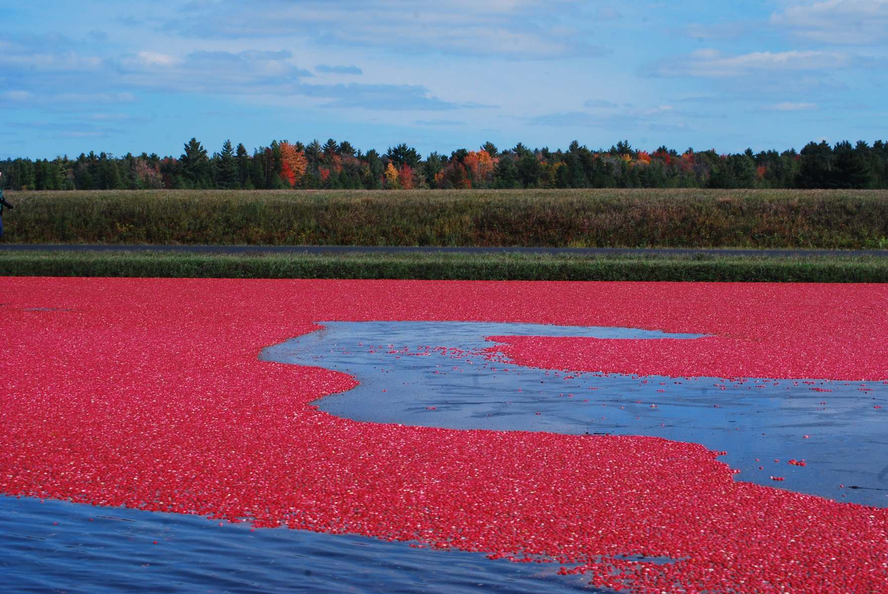 Lost-Floating-Cranberry-Bogs-Of-The-Atlantic-Coastal-Plain lost-floating-cranberry-bogs-of-the-atlantic-coastal-plain