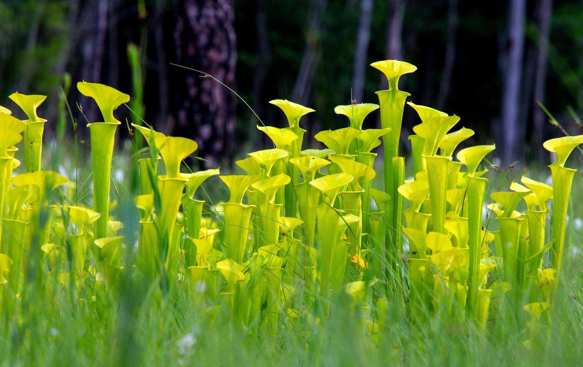 Lost-Floating-Pitcher-Plant-Bogs-In-North-Carolina8217s-Green-Swamp lost-floating-pitcher-plant-bogs-in-north-carolinas-green-swamp