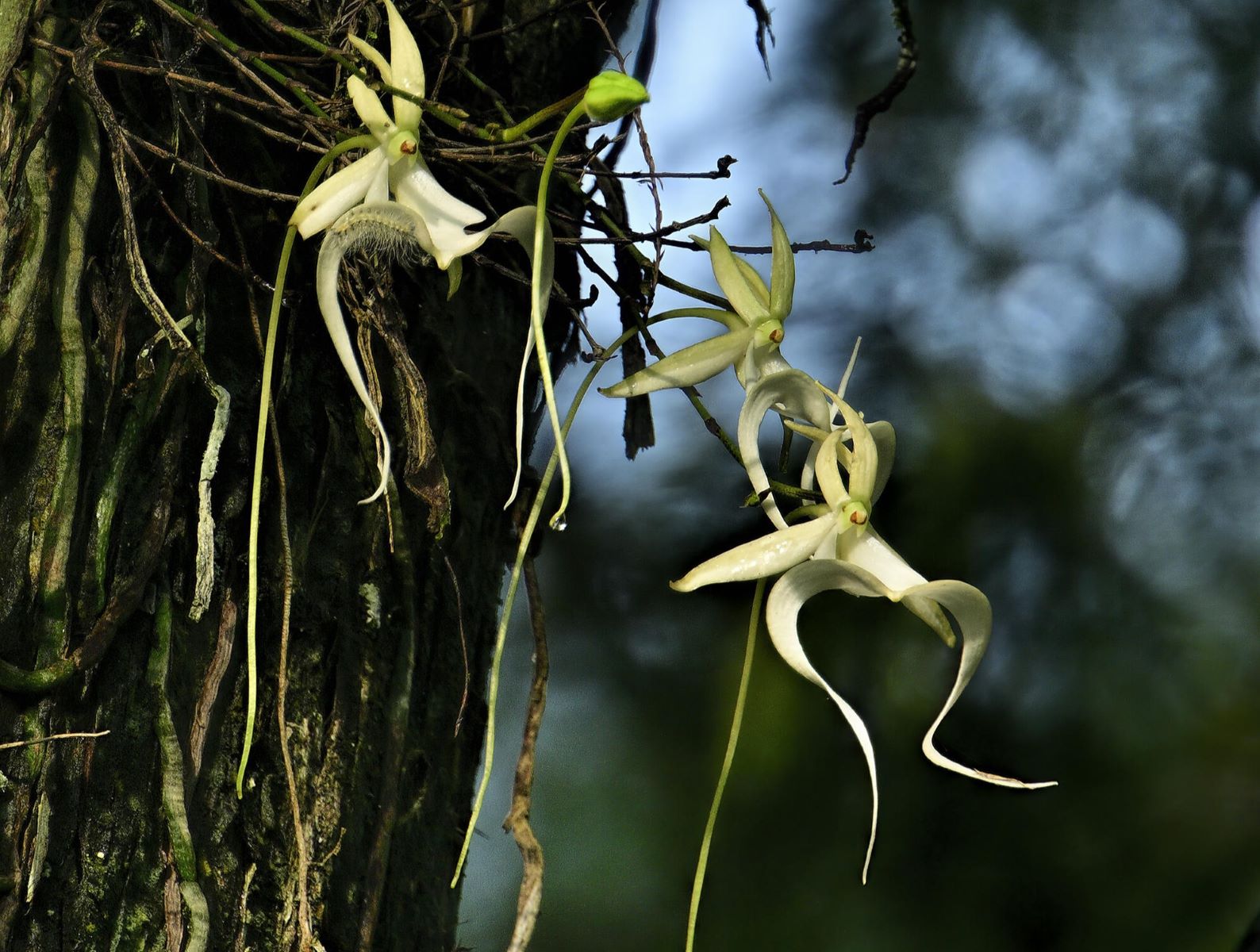 lost-ghost-orchid-swamps-of-naples-floridas-floral-mystery