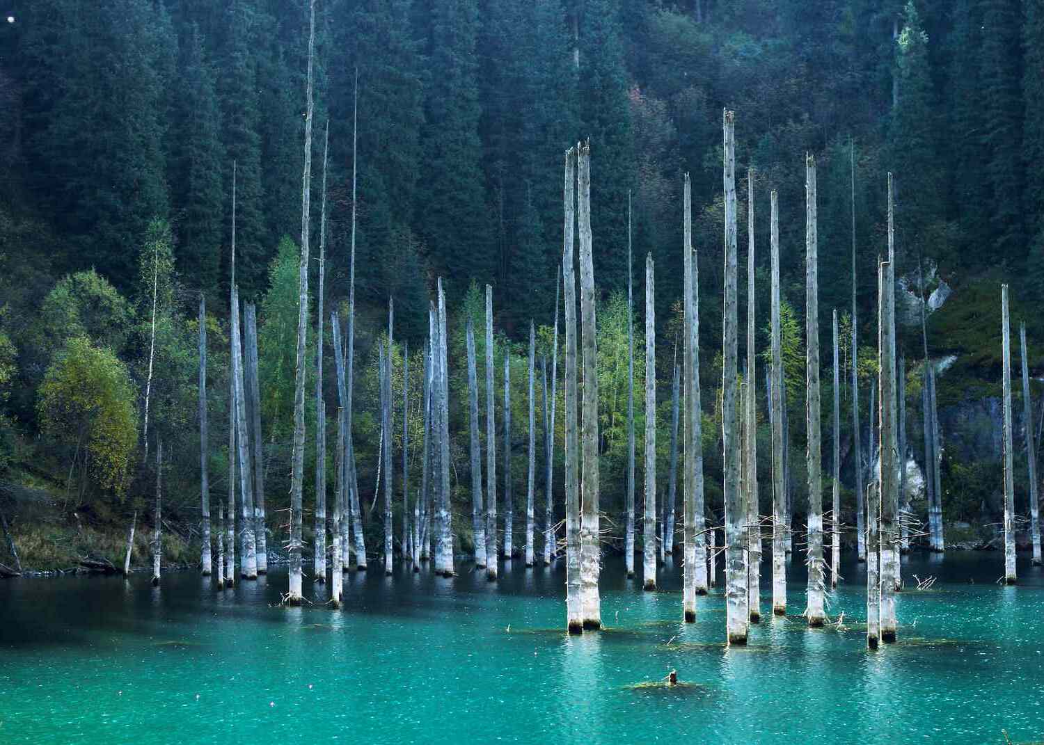 Lost-Sunken-Forest-Beneath-Lake-Champlain lost-sunken-forest-beneath-lake-champlain