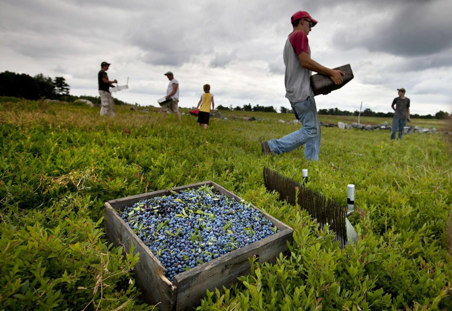 maines-secret-wild-blueberry-fields
