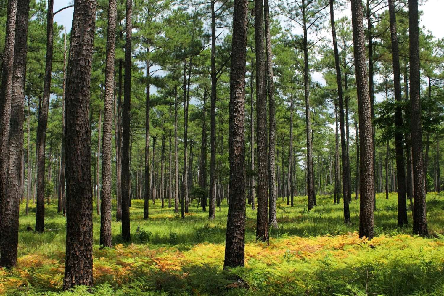marvel-at-wye-oaks-majestic-loblolly-pine