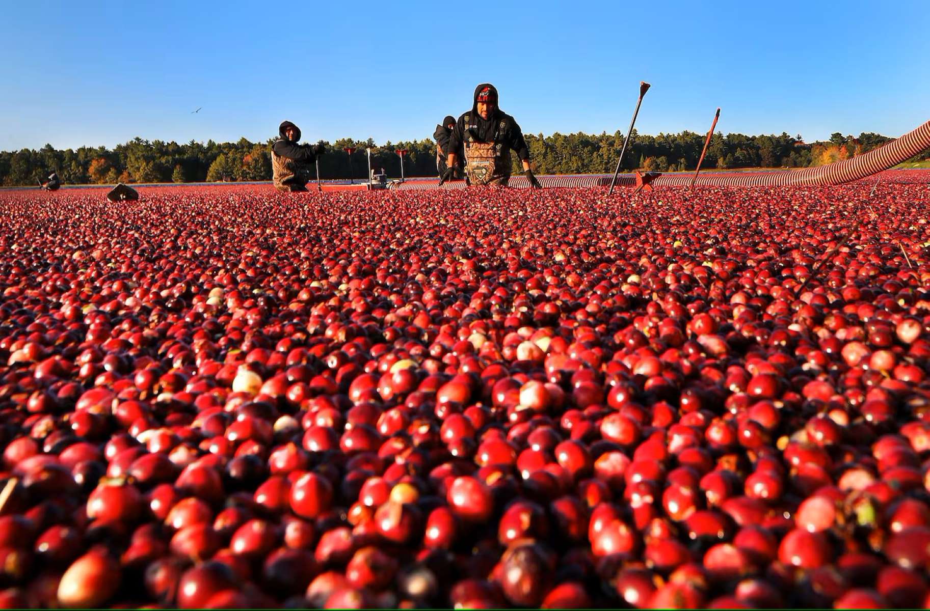 massachusetts-secret-cranberry-trails-in-autumn