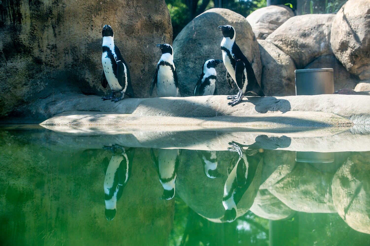 Meet-Adorable-Penguins-At-Little-Rock-Zoo meet-adorable-penguins-at-little-rock-zoo