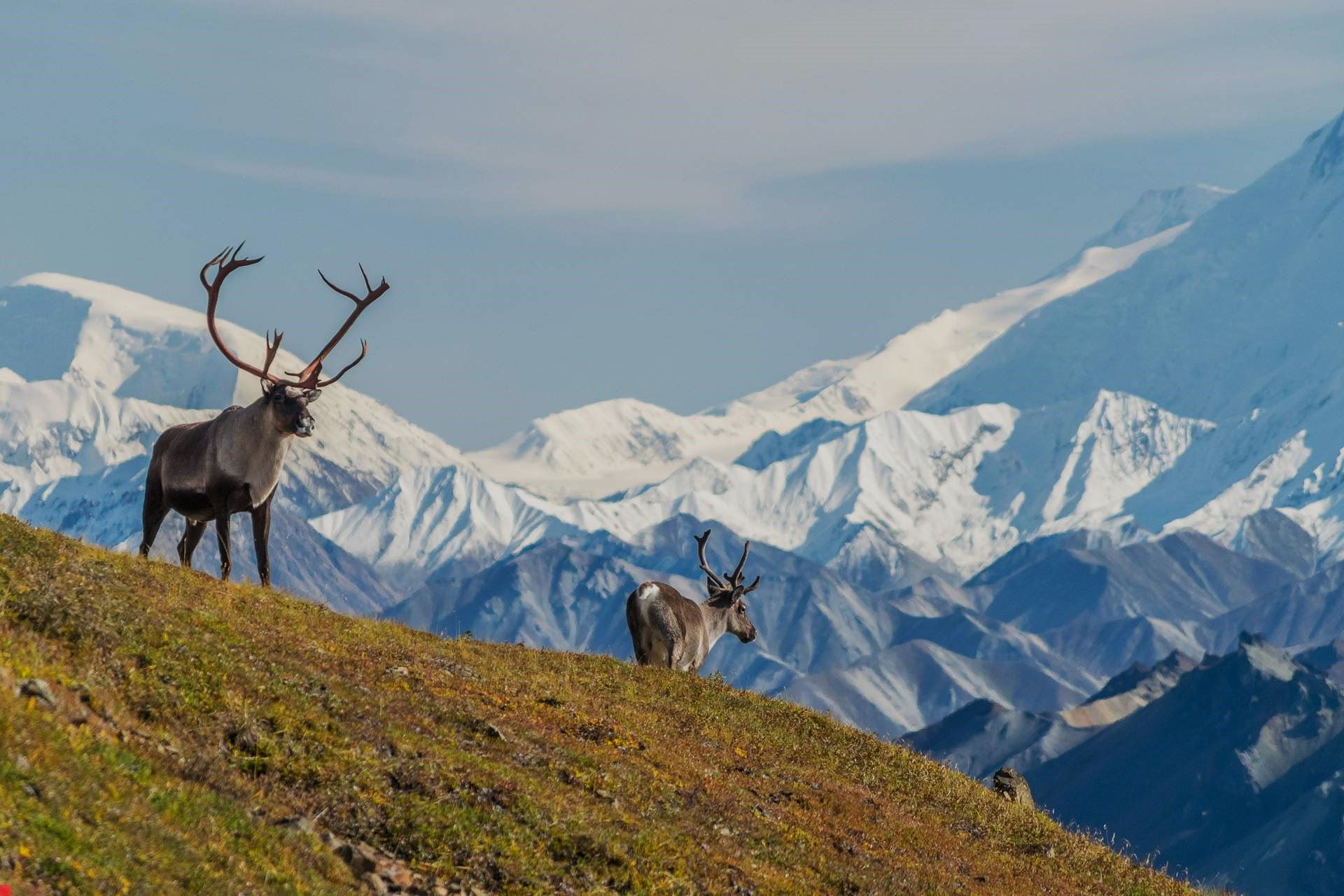 meet-majestic-reindeer-at-fairbanks-hidden-gem