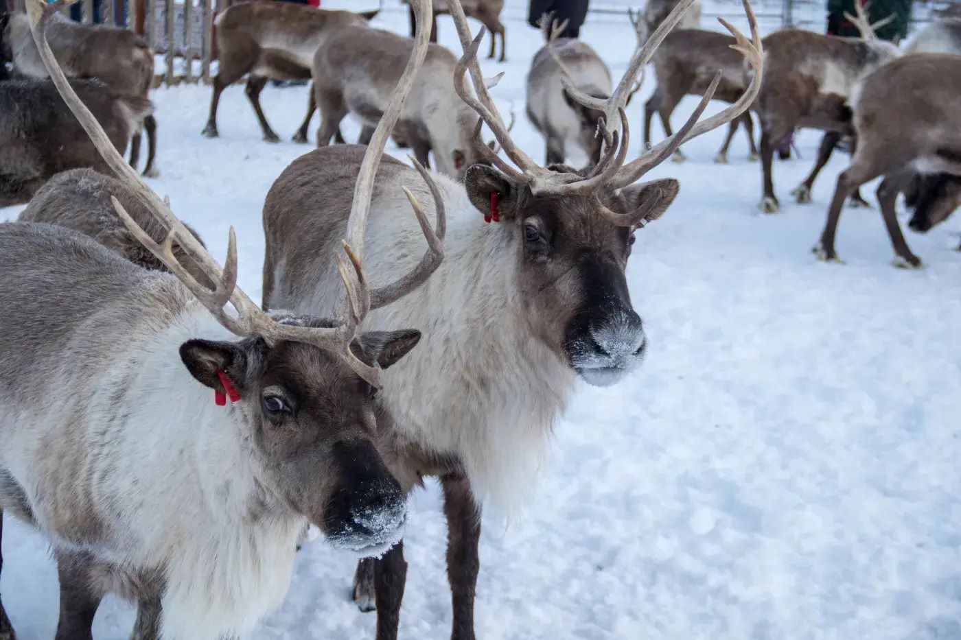 meet-majestic-reindeer-at-palmers-enchanting-farm