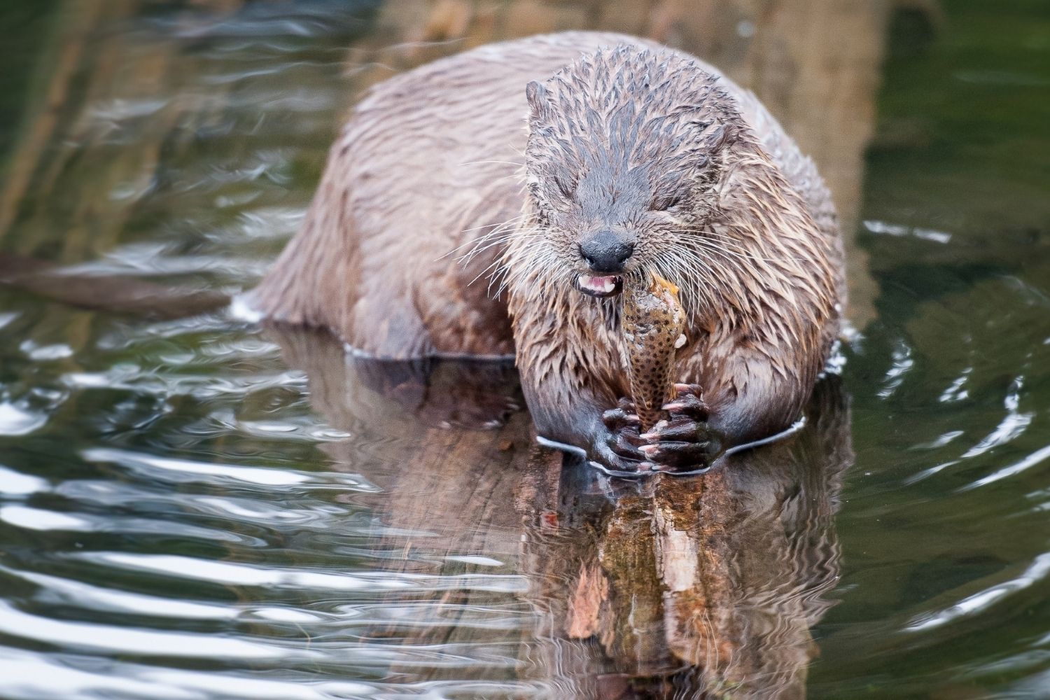 Meet-Playful-Otters-At-Grizzly-038-Wolf-Discovery-Center meet-playful-otters-at-grizzly-wolf-discovery-center