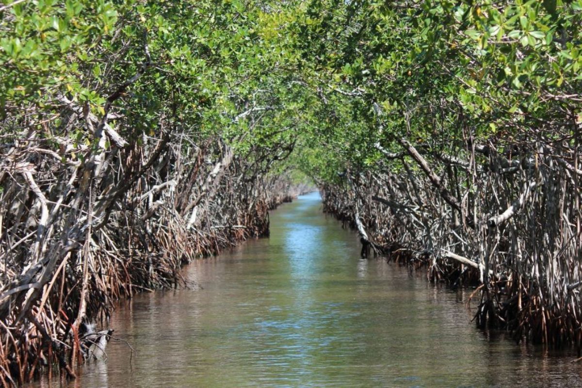 Miami8217s-Hidden-Mangrove-Tunnels-Secrets-Of-The-Urban-Jungle miamis-hidden-mangrove-tunnels-secrets-of-the-urban-jungle