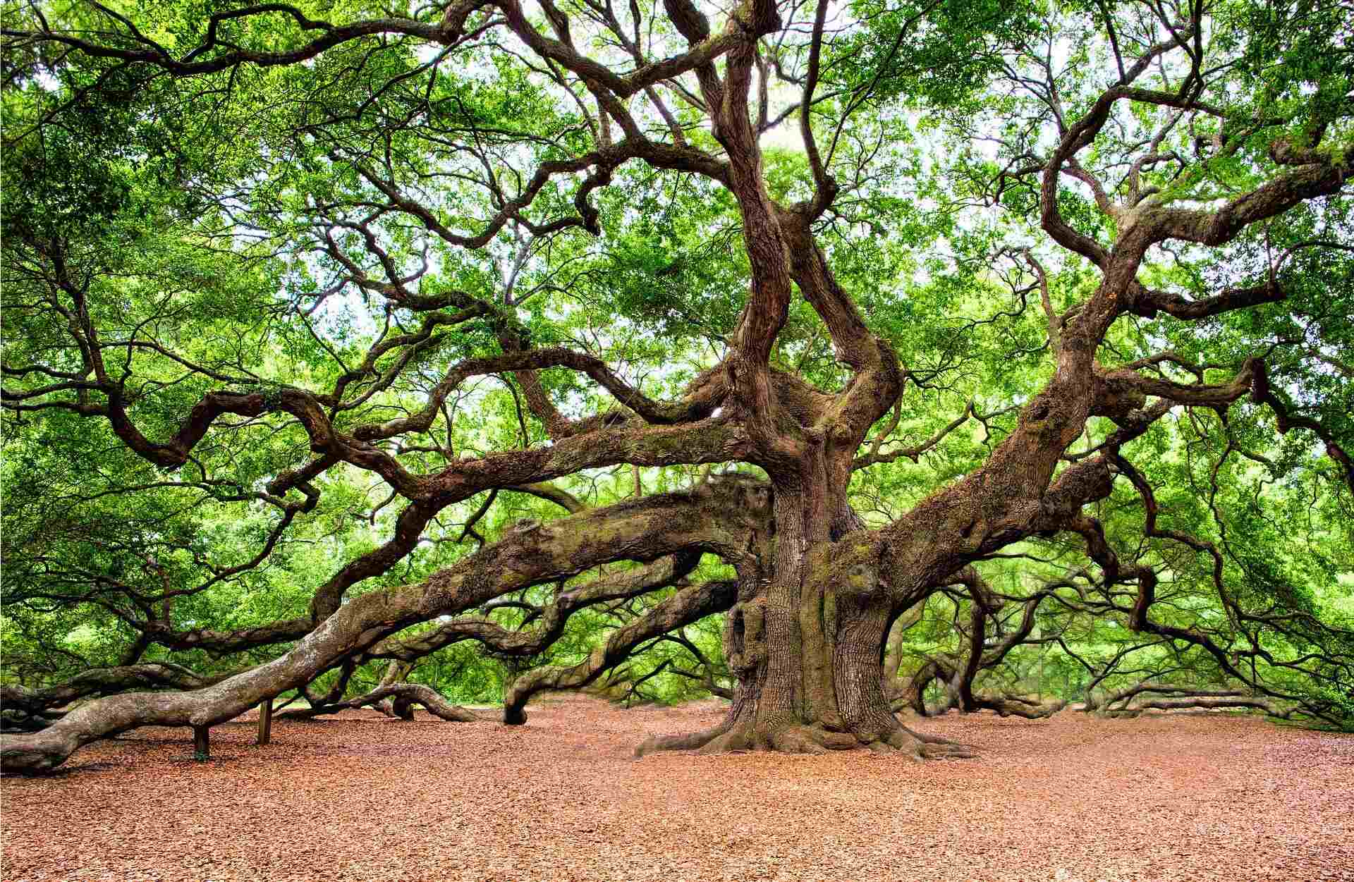 Mississippi8217s-Secretive-Friendship-Oak-With-A-Massive-Trunk mississippis-secretive-friendship-oak-with-a-massive-trunk