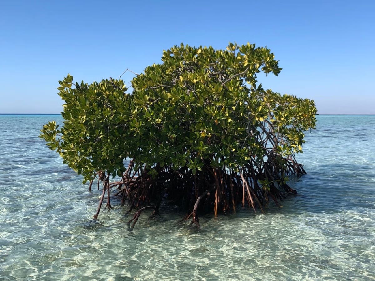 Misty-Mangrove-Mazes-Of-Tidal-Tangles misty-mangrove-mazes-of-tidal-tangles