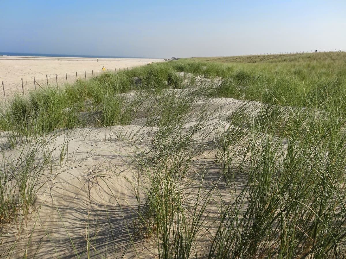 Misty-Mazes-Of-The-Drifting-Dunes misty-mazes-of-the-drifting-dunes