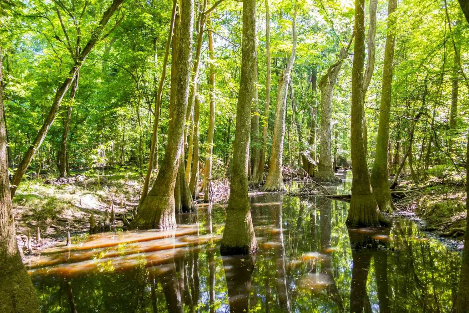 Misty-Moonseed-Mazes-In-Congaree-National-Park misty-moonseed-mazes-in-congaree-national-park