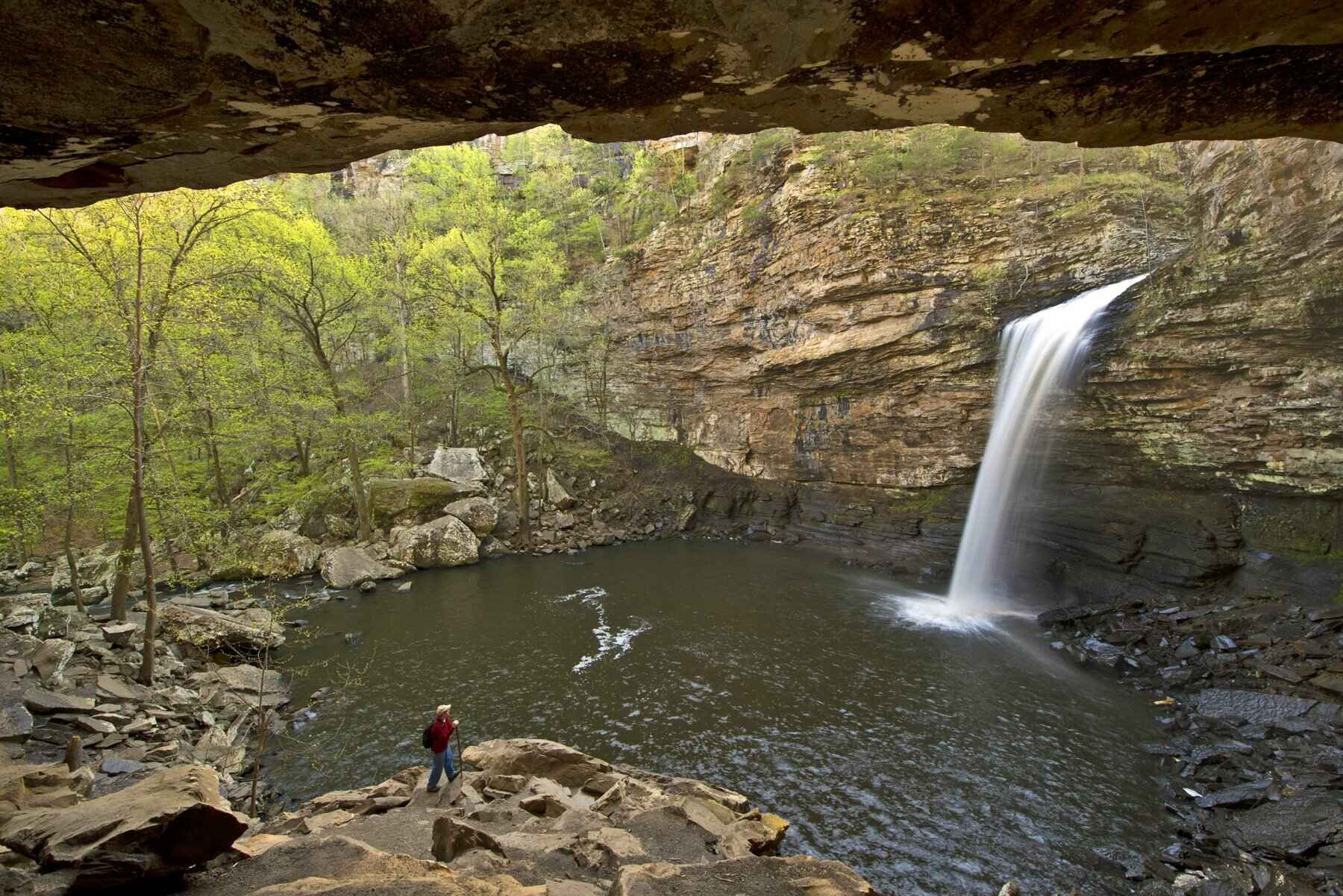 Misty-Moonseed-Vines-In-Arkansas8217-Petit-Jean-Park misty-moonseed-vines-in-arkansas-petit-jean-park