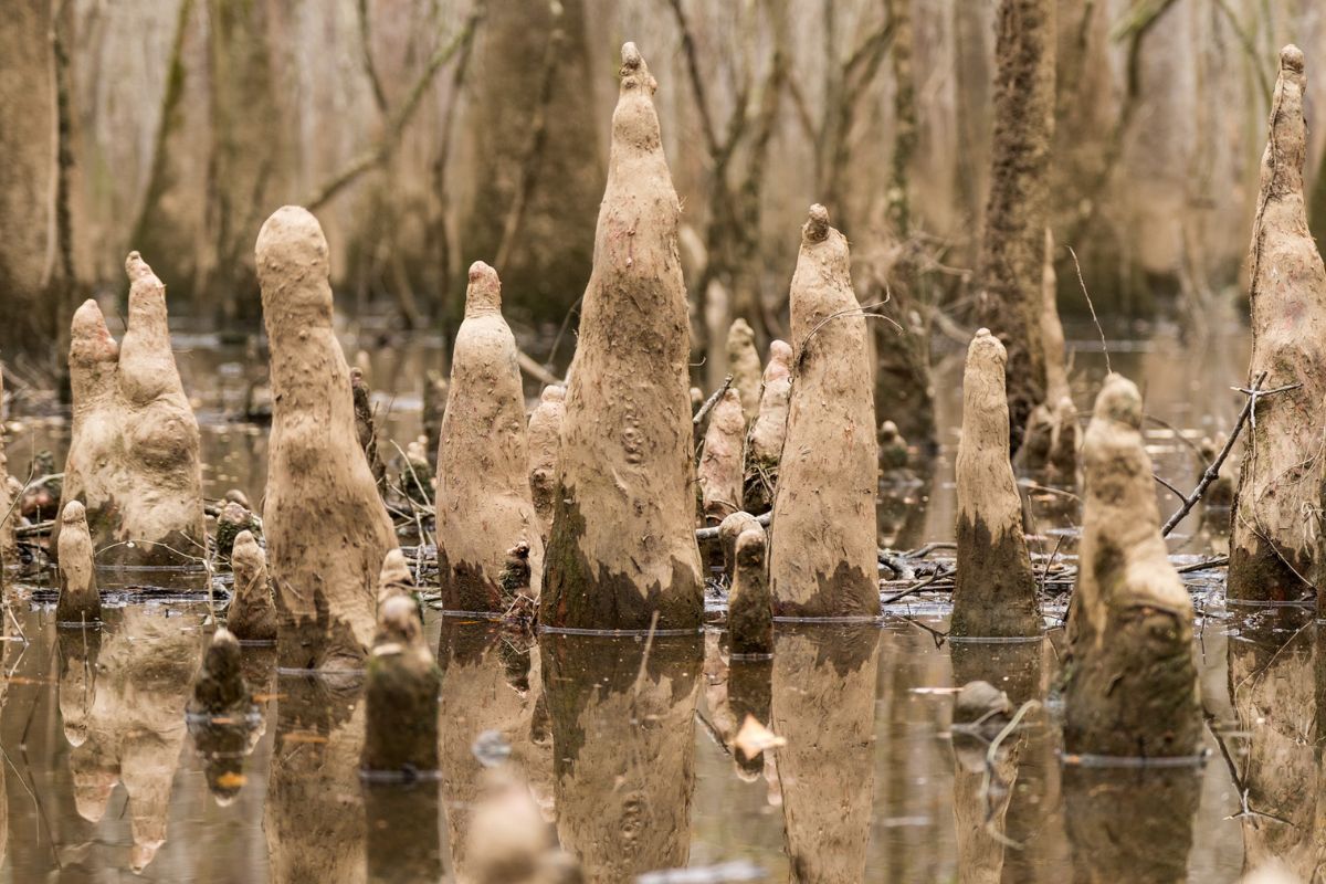 misty-moonseed-vines-in-congaree-national-park