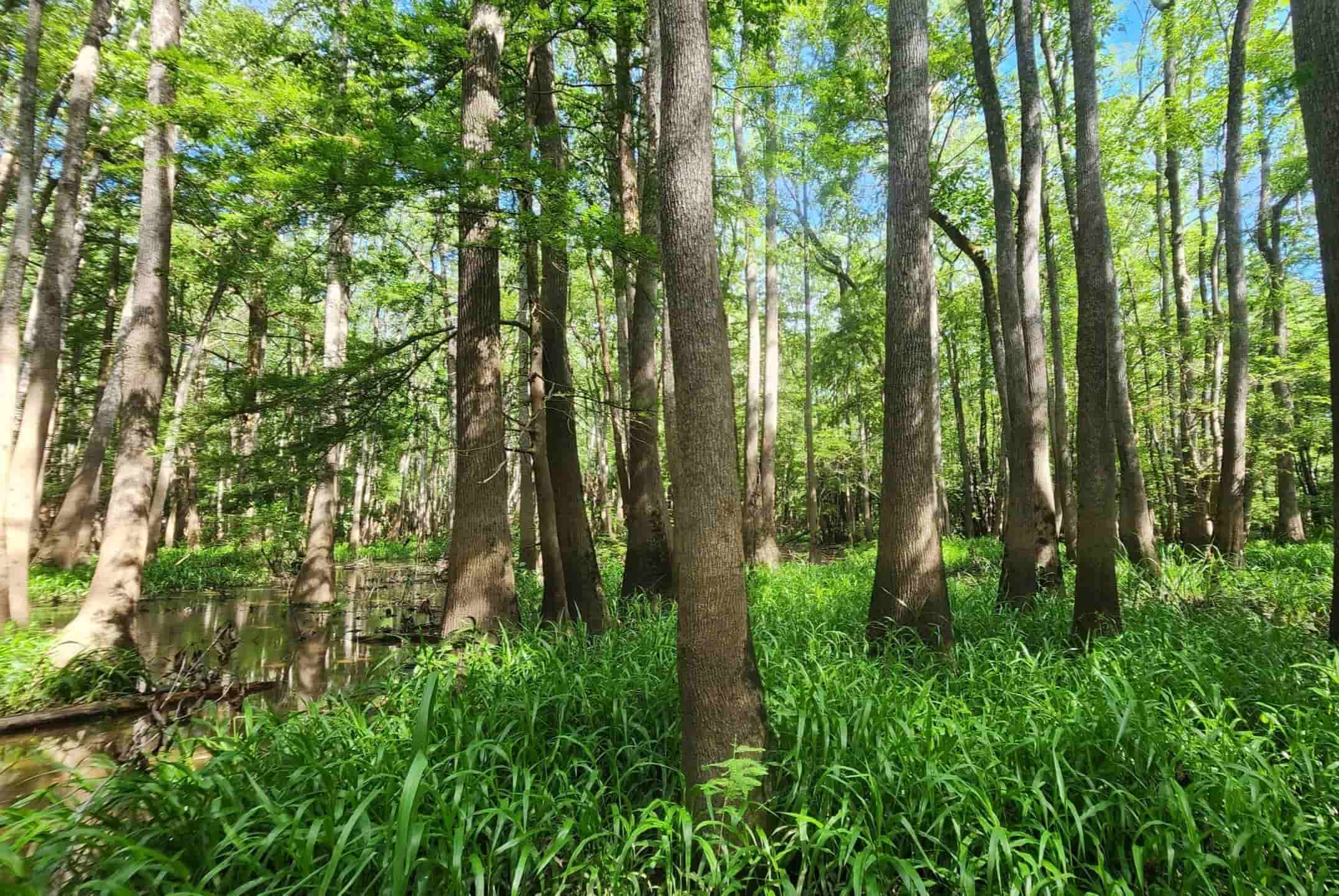 Misty-Moonseed-Vines-Of-The-Bottomland-Forest misty-moonseed-vines-of-the-bottomland-forest